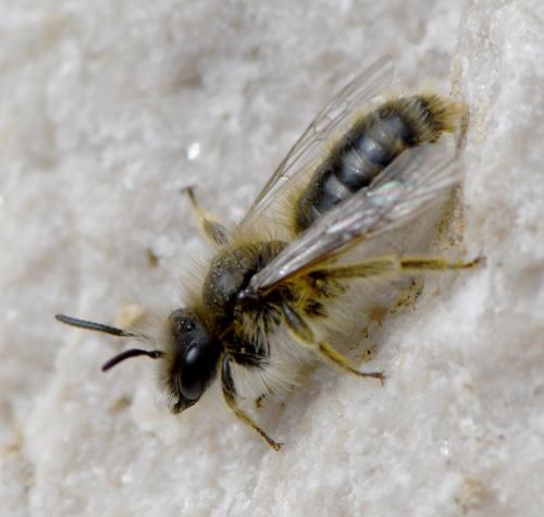 Andrena sp.